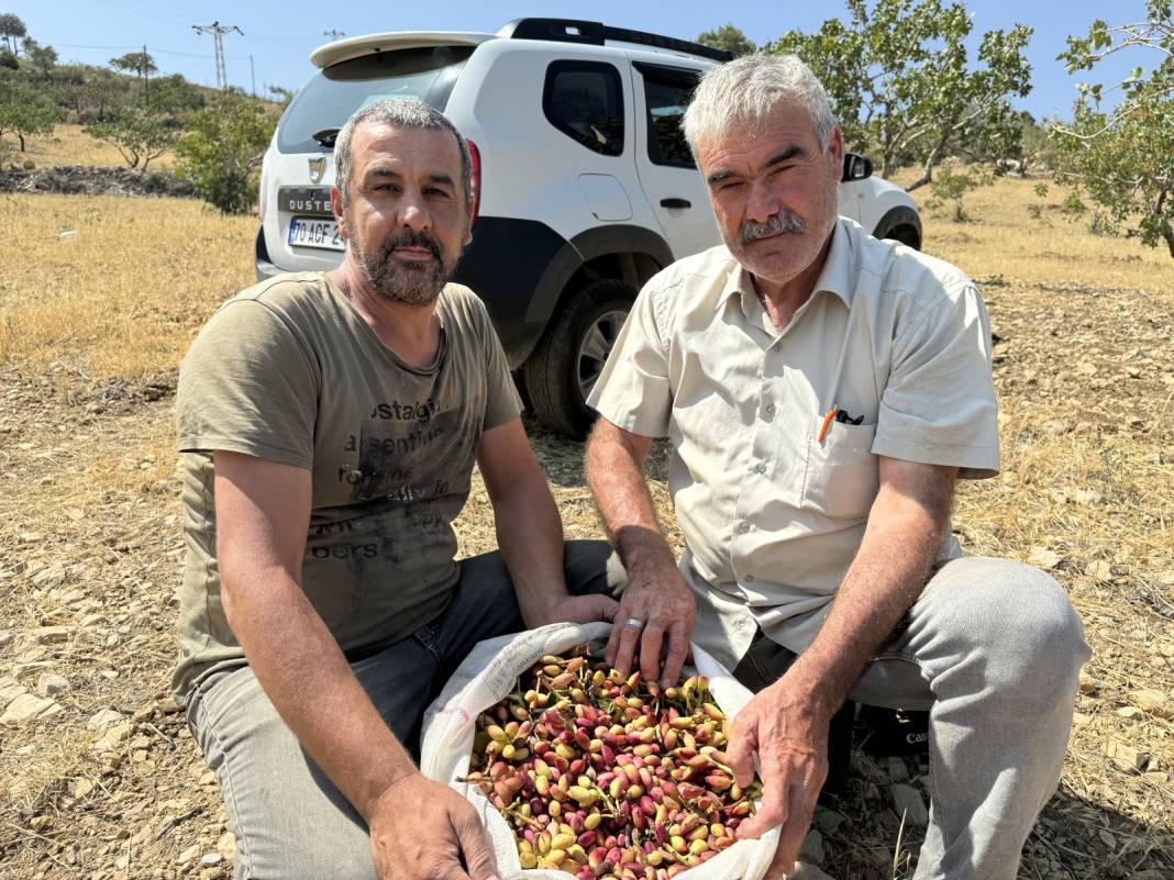 50 yıl önce aşılandı: Şimdi Gaziantep'e bile fıstık satıyorlar 2